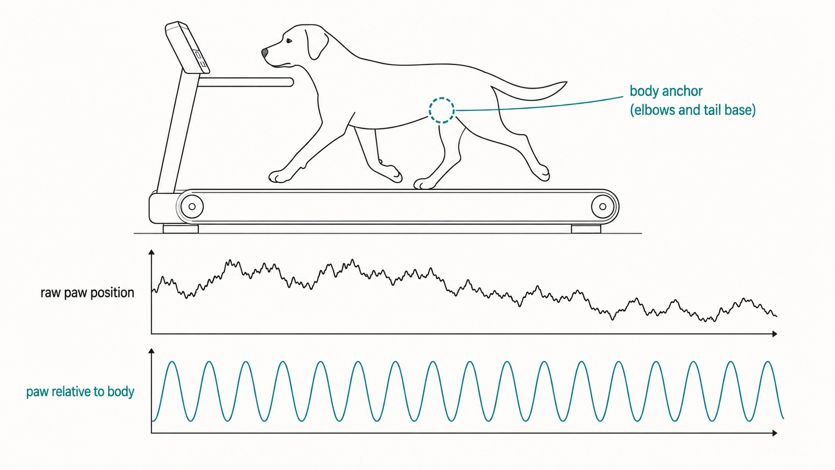 dog walking on treadmill, with waveform of imu data, for step calculation