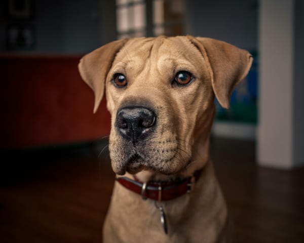 Pet facial recognition: how a camera knows which dog is at the bowl